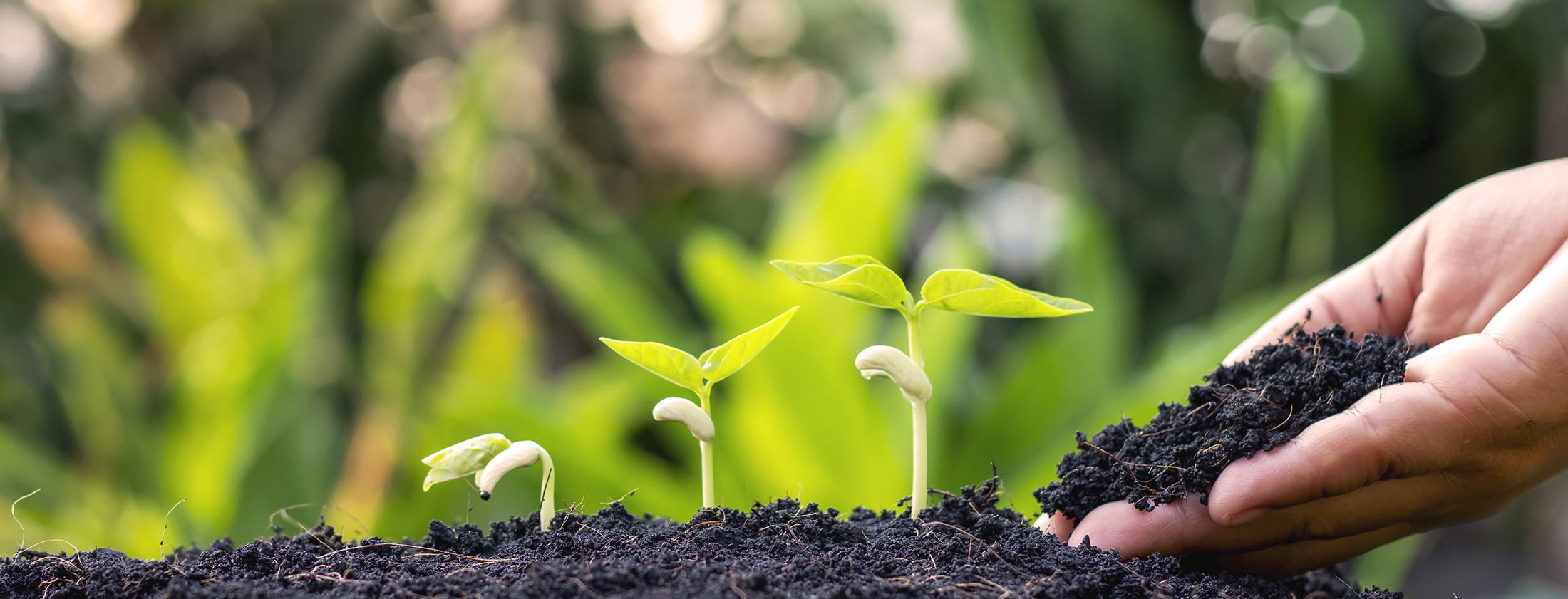 Strategies to balance green investments and sustainable growth for tourism SMEs