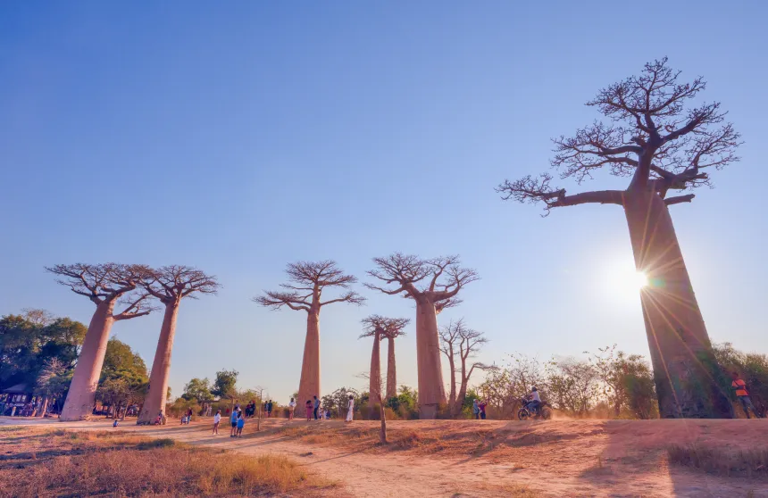 oolkit of Indicators for Projects (TIPs)