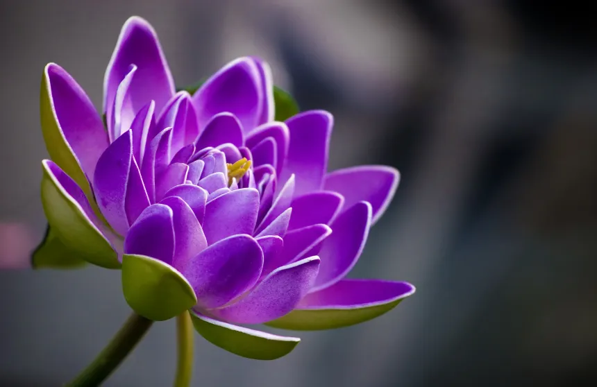 The Integration of Biodiversity in National Tourism Policies